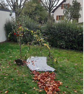 Apfelbaum und Laubhütte